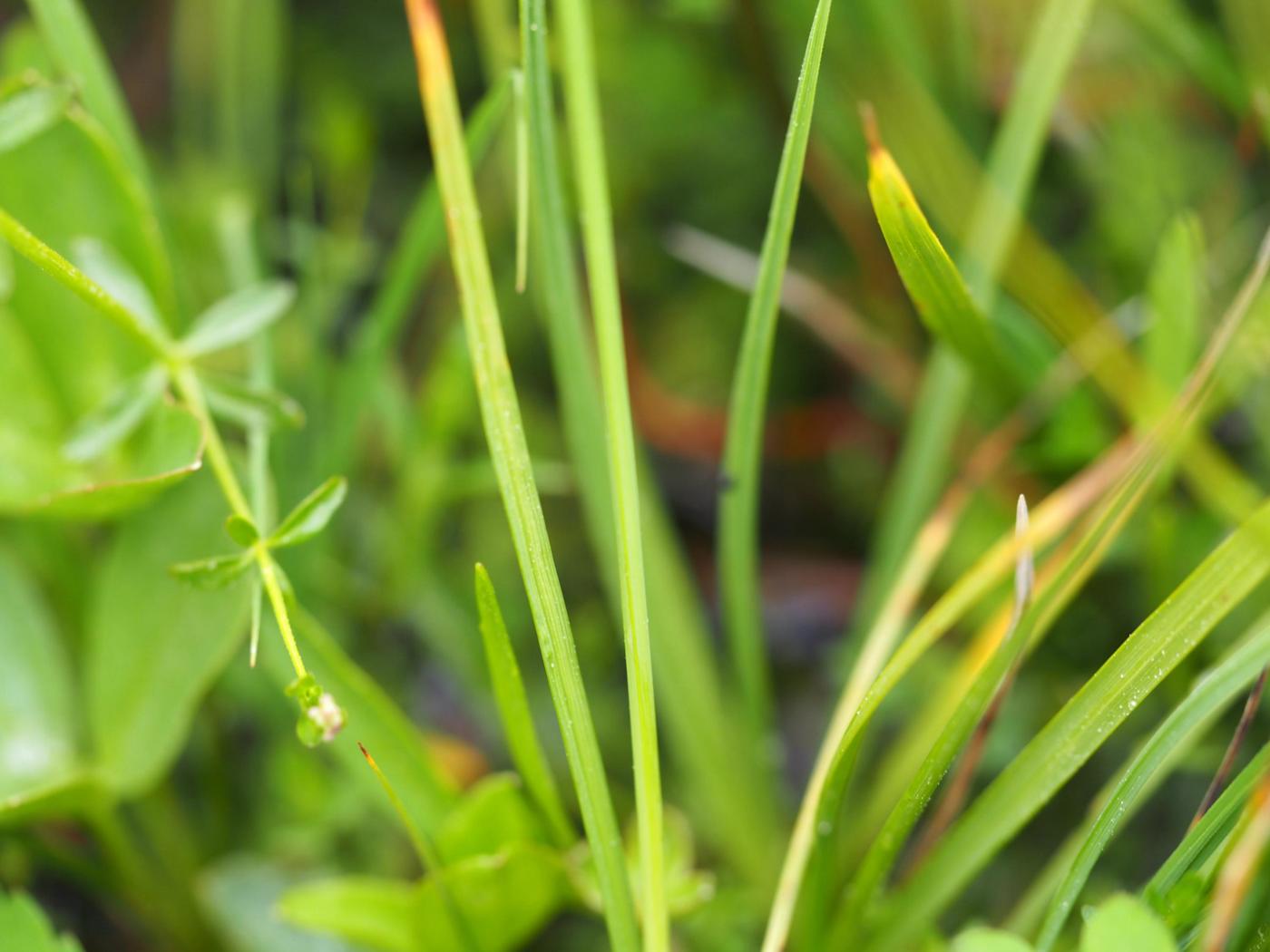 Sedge, White leaf